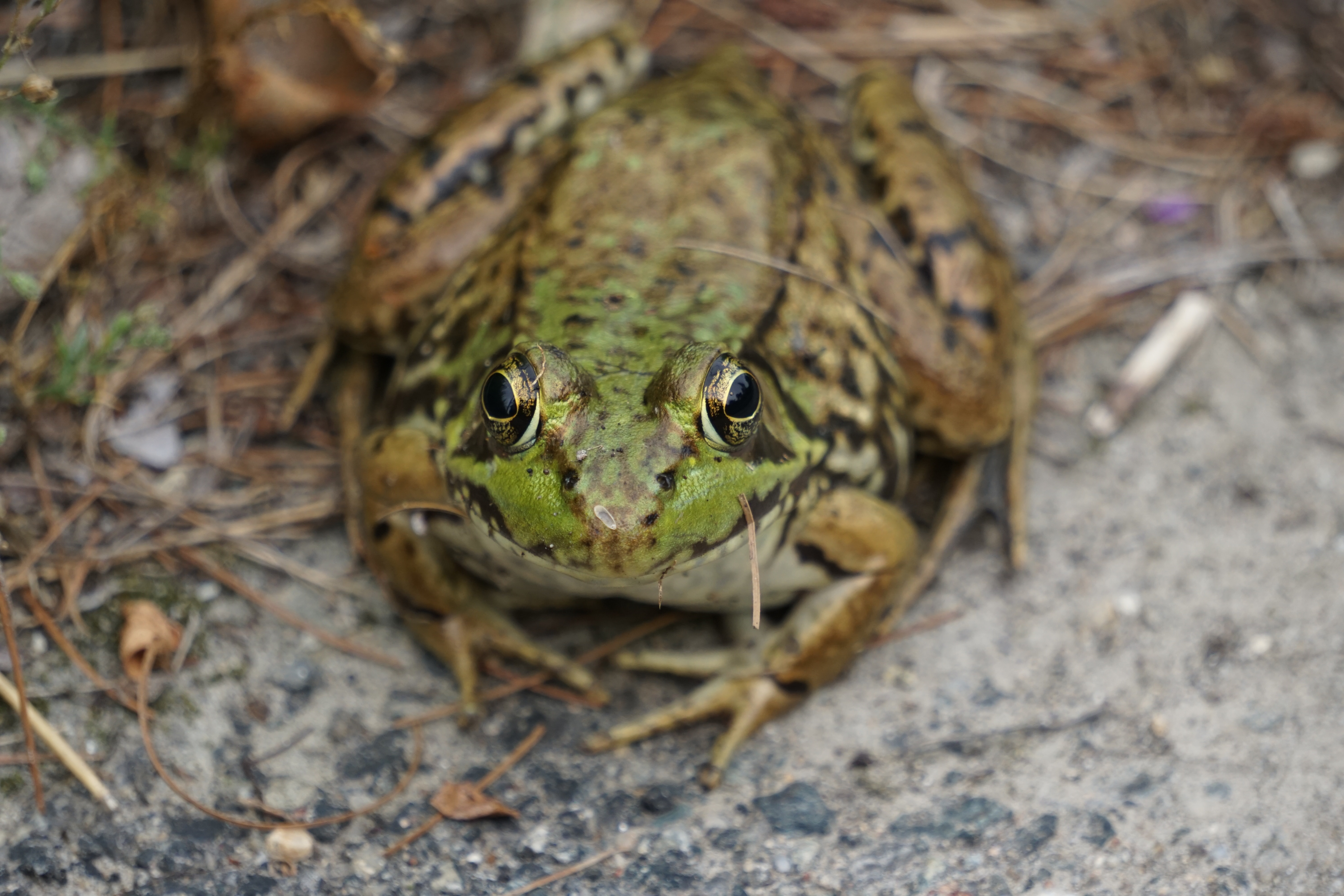 southern leopard frog