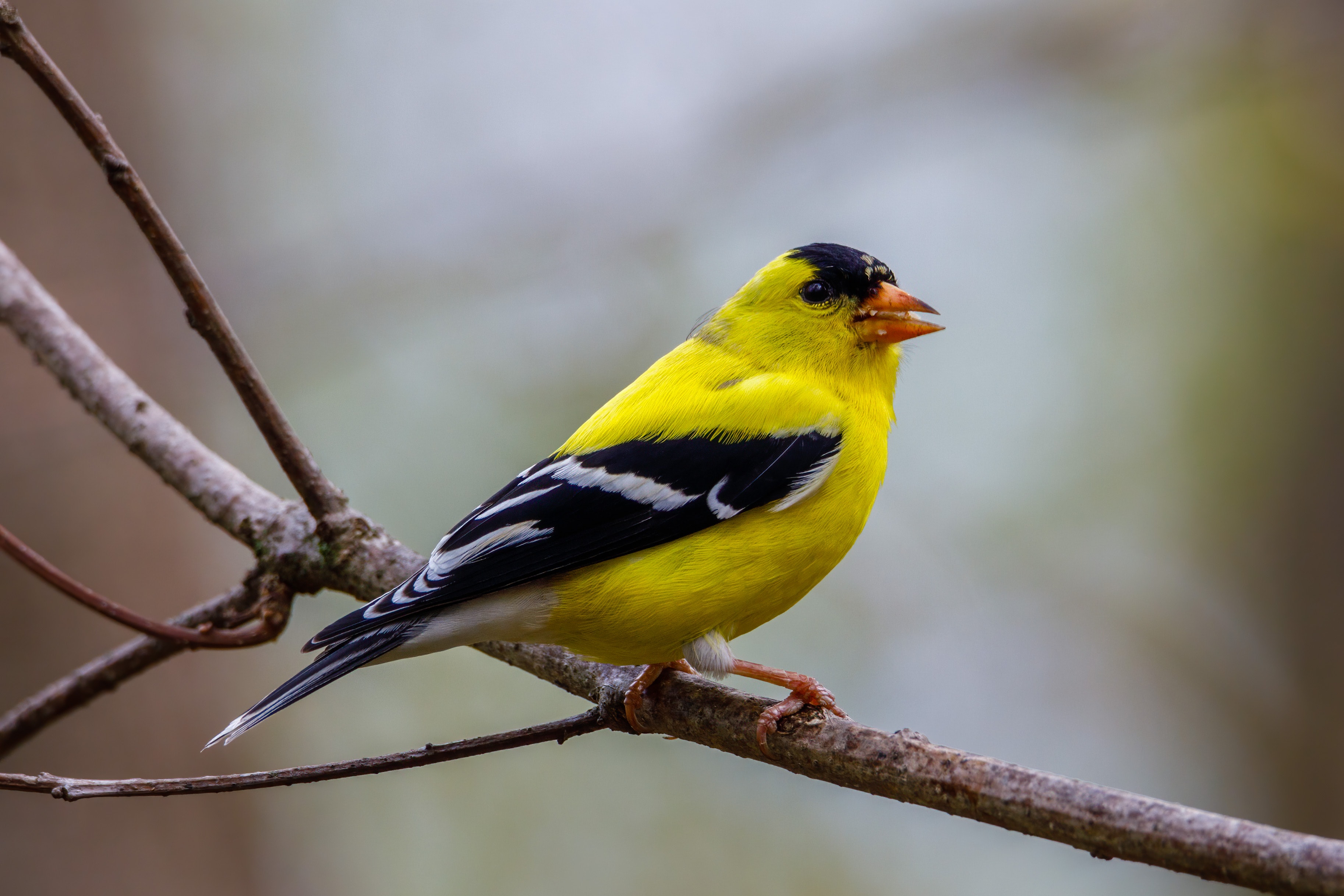 goldfinch