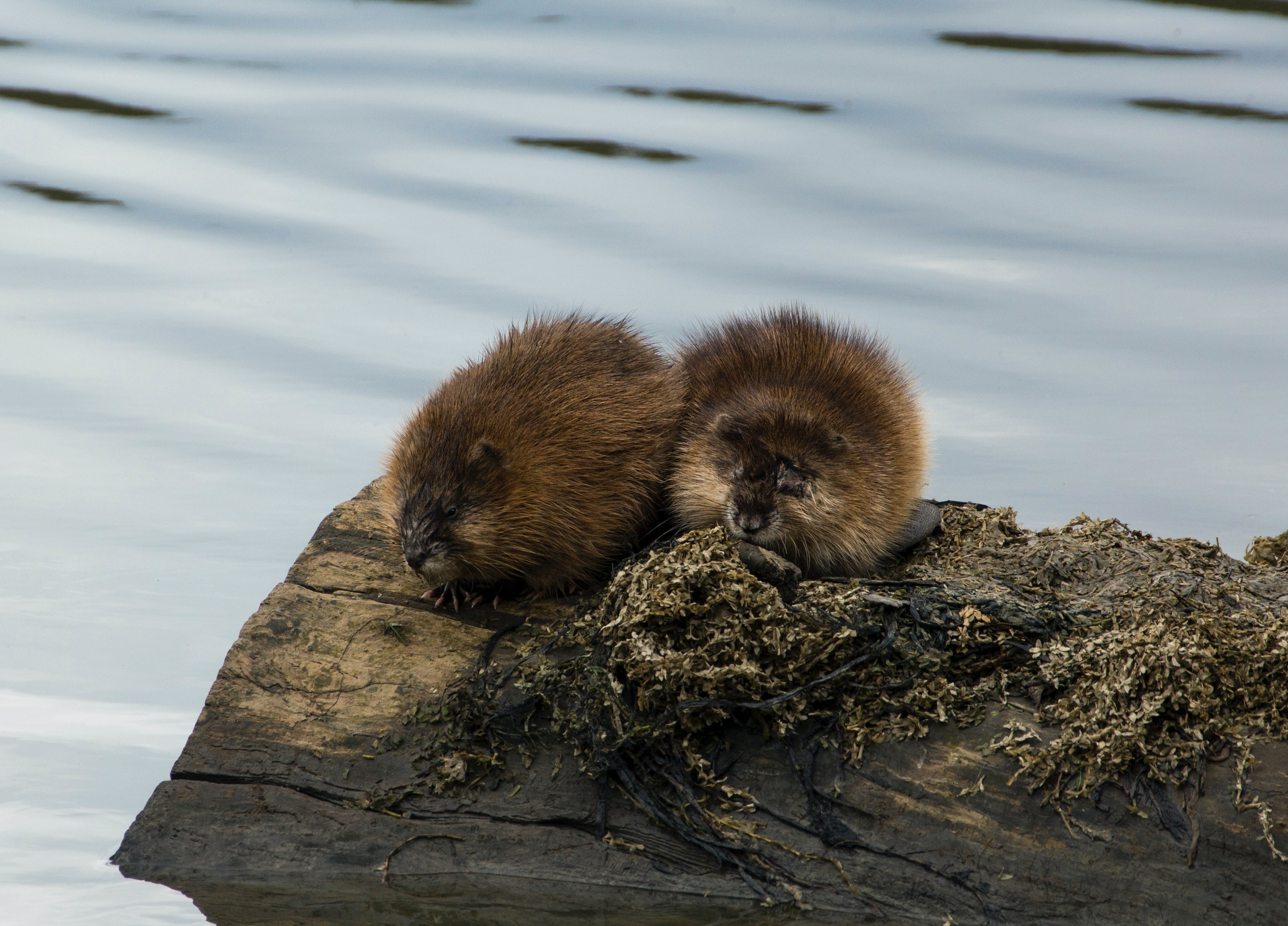 two muskrats on a log in the water