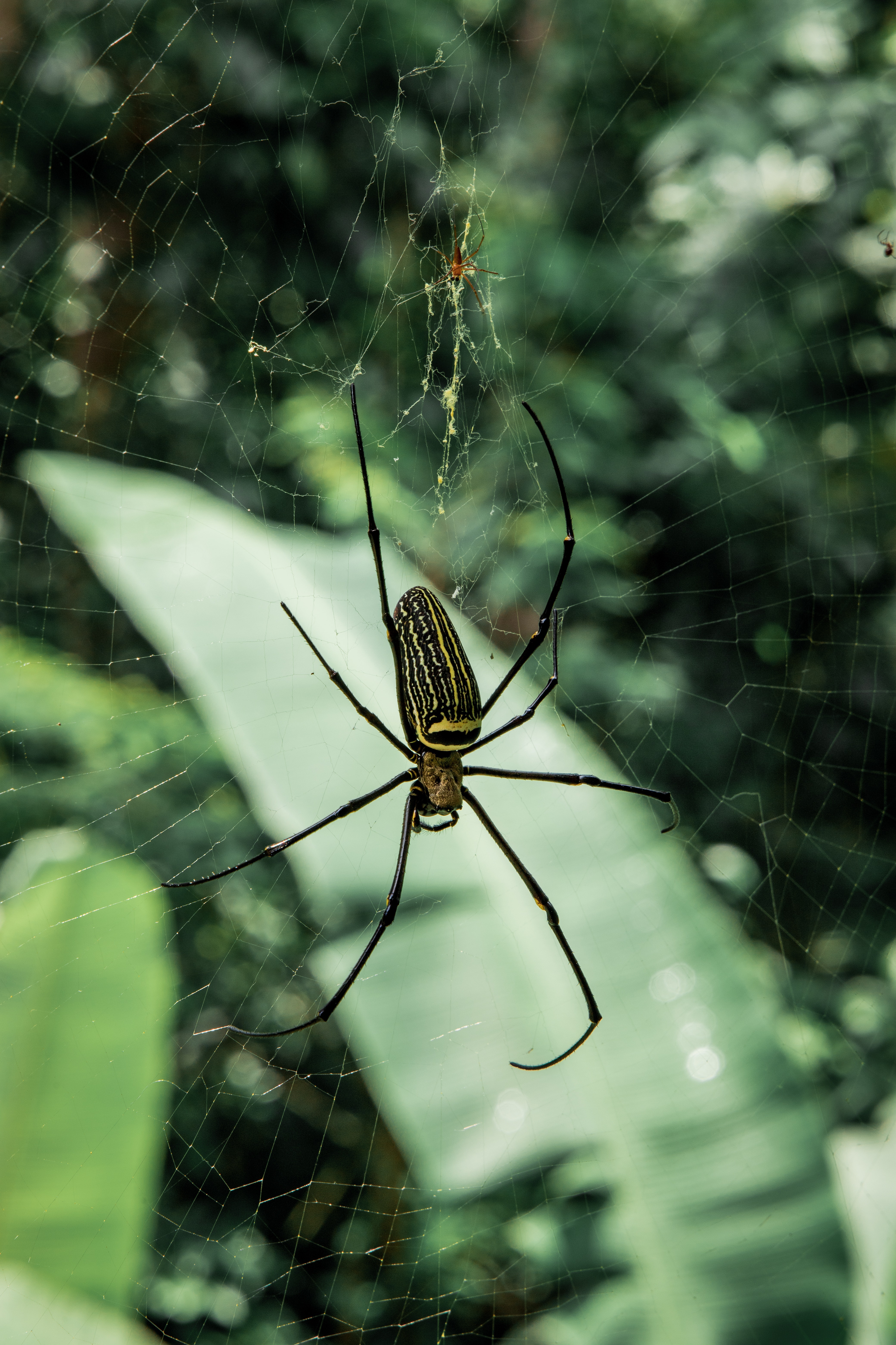 yellow orb-weaver on web